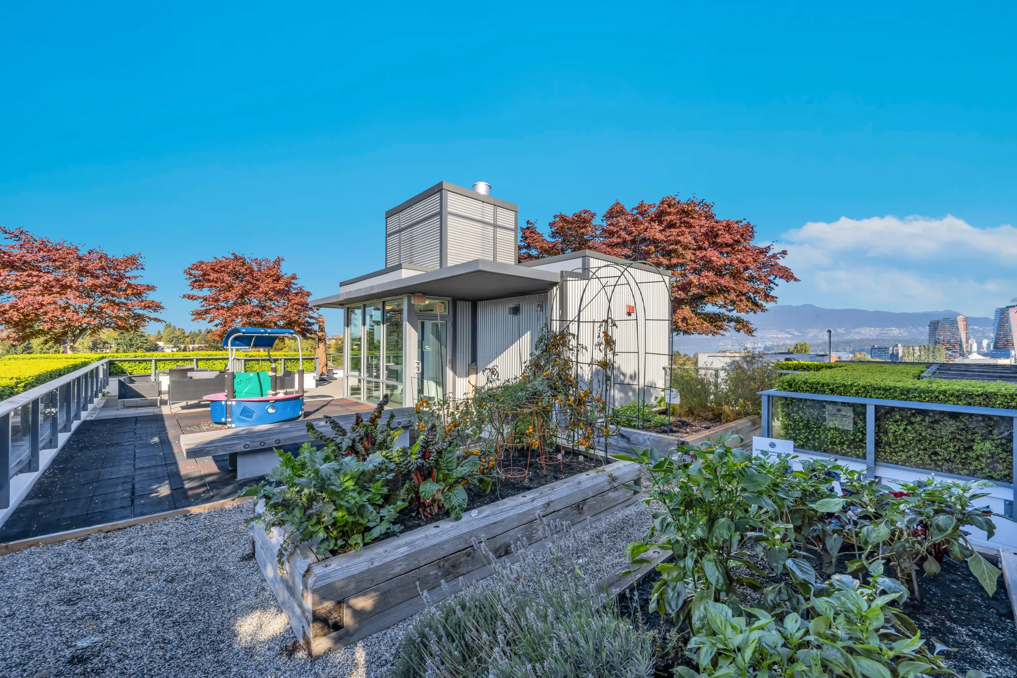 The rooftop's planter beds and a pergola, a Japanese maple in autumn colour