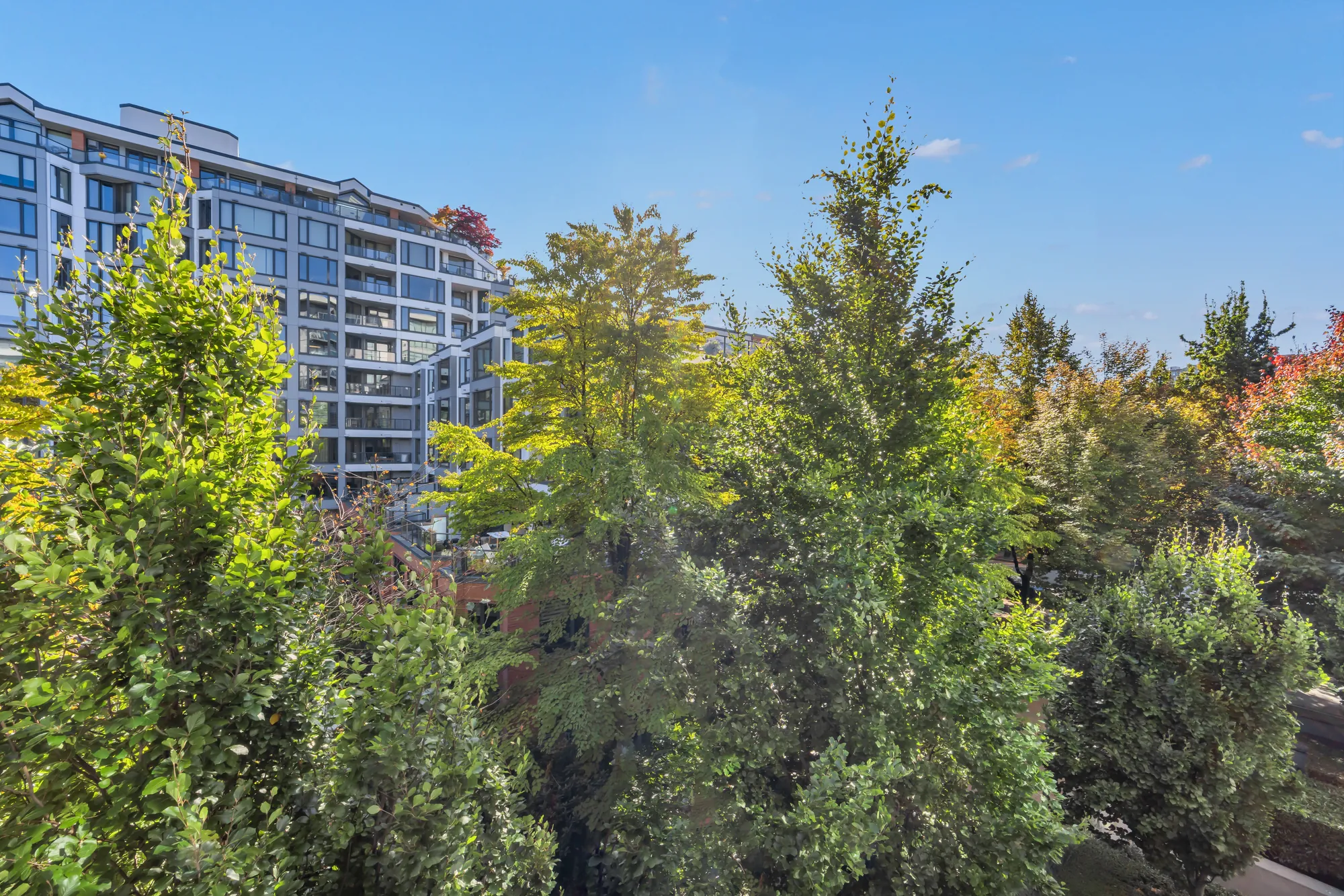 From the balcony: the trees and the building across the courtyard, a sliver of sky